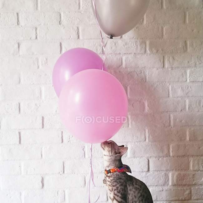 Gato jugando con globos - foto de stock