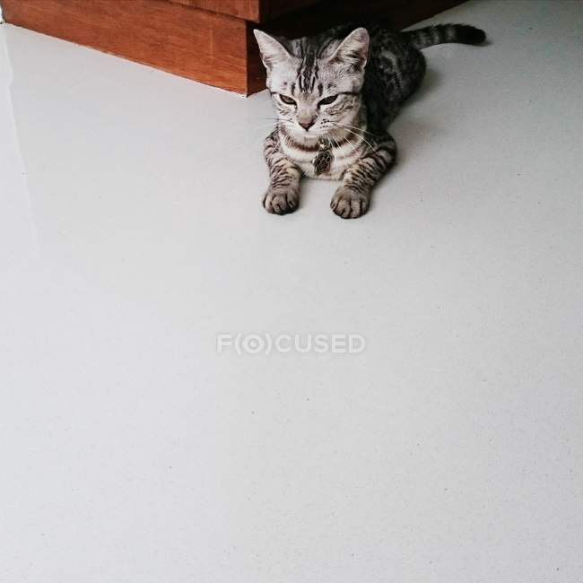 Ворчливая кошка, лежащая на полу — стоковое фото