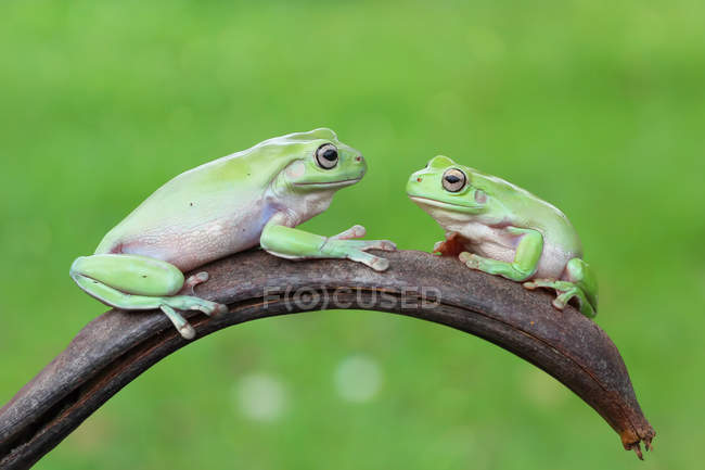 Deux grenouilles — Photo de stock