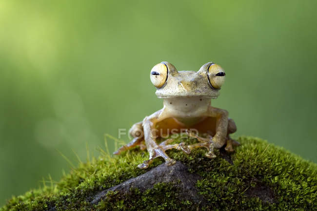 Списа ковзаюча деревна жаба — стокове фото