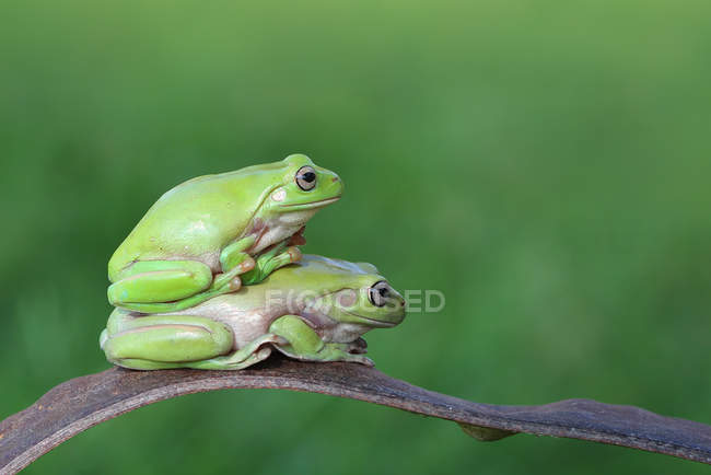 Tree frog sitting ontop of another — Stock Photo