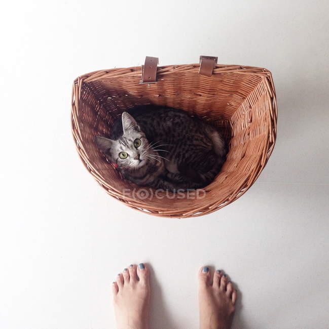 Gatito tendido en una cesta de bicicleta - foto de stock