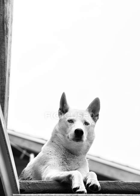 Weißer Husky-Hund — Stockfoto