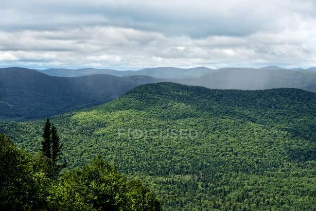 Hügelige Waldlandschaft — Stockfoto