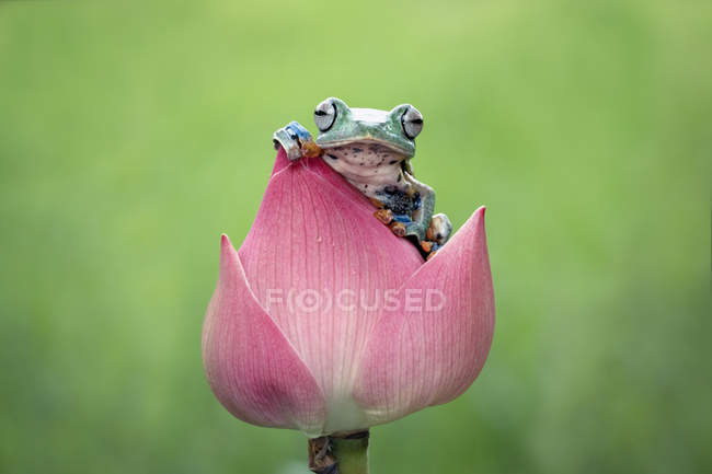Лягушка сидящая на цветке — стоковое фото