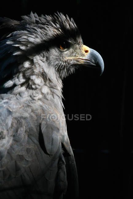 Retrato de un ave halcón - foto de stock