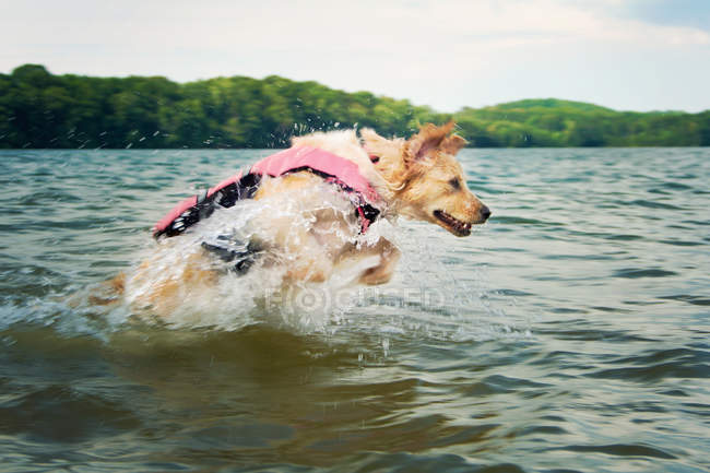 Hund springt ins Meer — Stockfoto