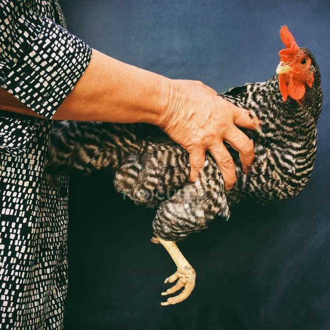 Woman holding hen — Stock Photo