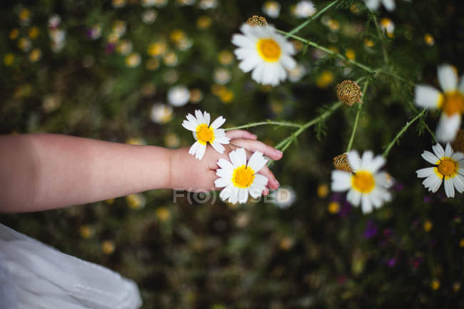 Bebé chica picking daisys - foto de stock