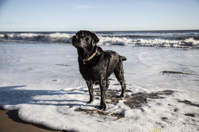 Мокра собака Лабрадор — стокове фото