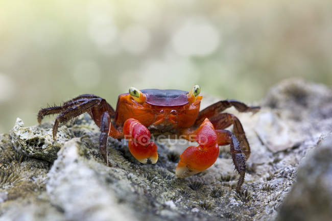 Red crab on rock — Stock Photo