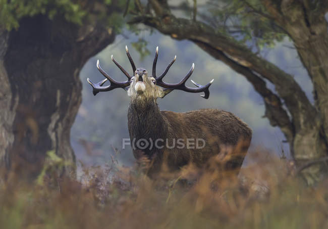 Red deer stag bellowing at dawn — Stock Photo