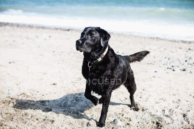 Playful labrador dog — Stock Photo