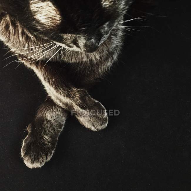 Schwarze Katze auf schwarz — Stockfoto