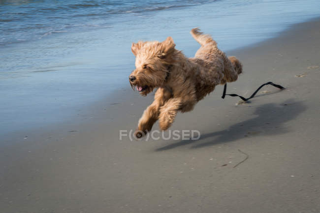 Chien Terrier Irlandais — Photo de stock