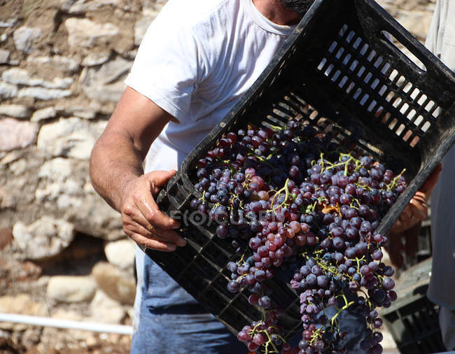 Hombre vaciando cajón de uvas - foto de stock