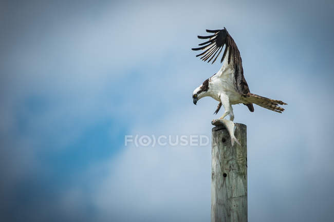 Osprey with fish in talons — Stock Photo