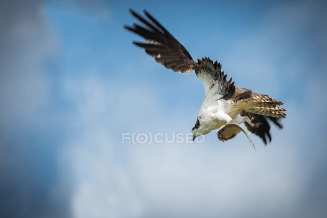 Osprey in flight with fish — Stock Photo