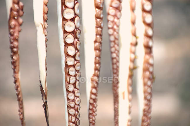 Octopus tentacles hanging — Stock Photo