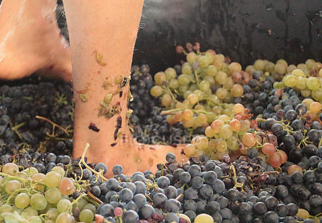 Feet crushing grapes — Stock Photo