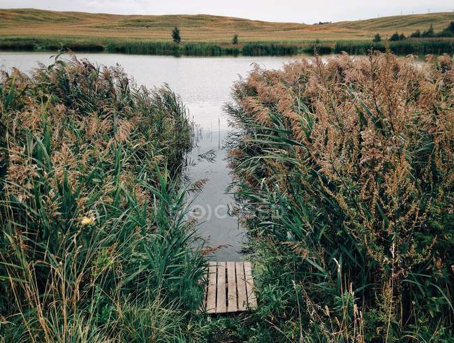 Reeds crescendo ao longo da margem do rio — Fotografia de Stock
