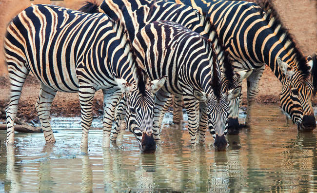 Fila di Burchell Zebras — Foto stock