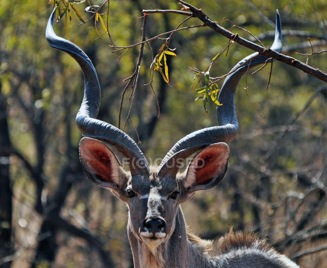 Portrait of greater kudu — Stock Photo