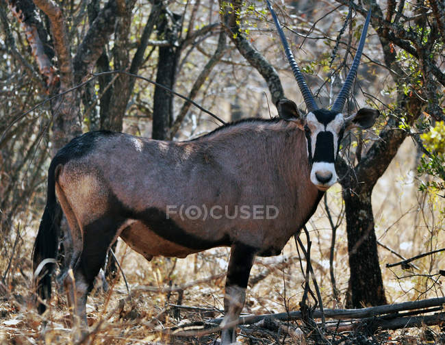 Gemsbok (Oryx gazella ) — стокове фото