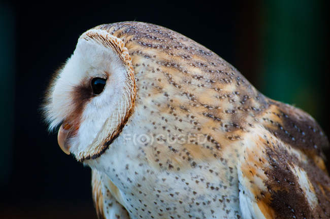 Portrait of Barn Owl — Stock Photo