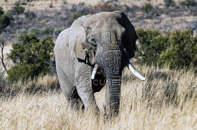 Портрет слон, Південно-Африканська Республіка — стокове фото