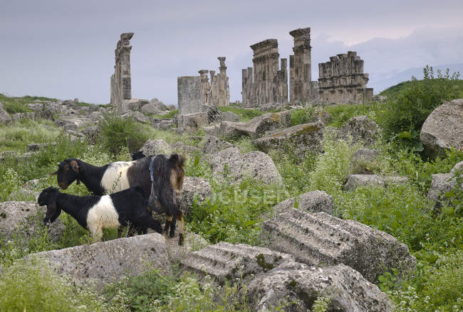 Ovelhas pastando em ruínas de Apamea — Fotografia de Stock