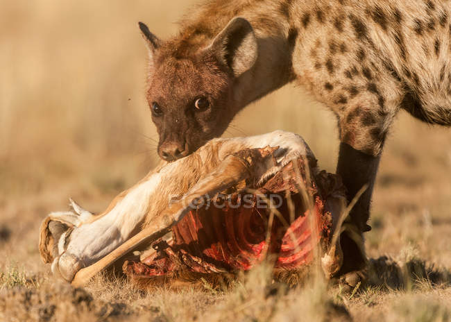 Hyena alimentando-se de springbok morto — Fotografia de Stock