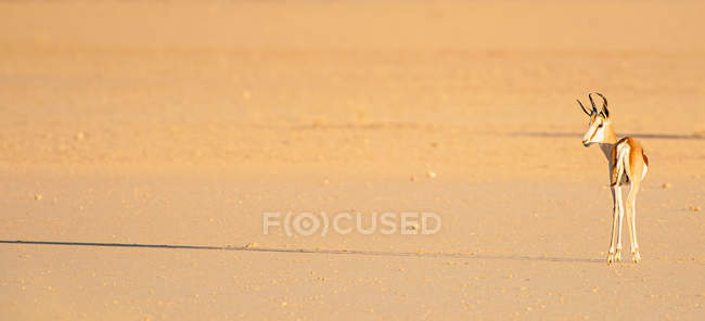 Retrato de springbok olhando para trás — Fotografia de Stock