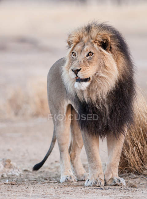 Retrato de leão, África do Sul — Fotografia de Stock