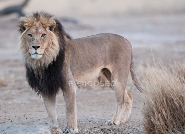 Retrato de leão, África do Sul — Fotografia de Stock