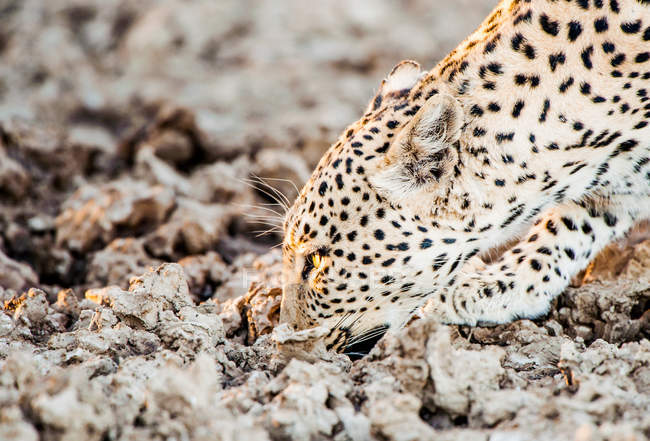 Agua potable de leopardo - foto de stock