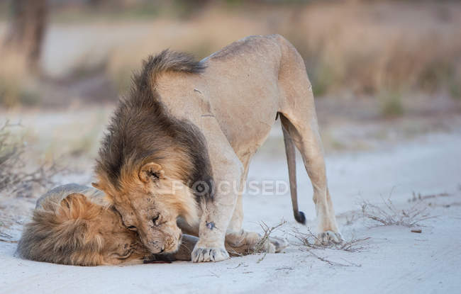 Dos leones jugando - foto de stock
