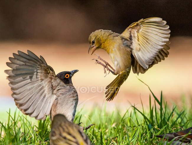 Aves competindo por comida — Fotografia de Stock