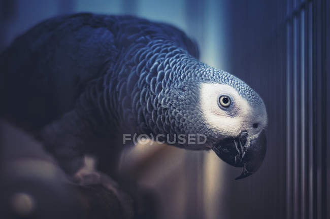 Papagaio cinzento africano empoleirado — Fotografia de Stock