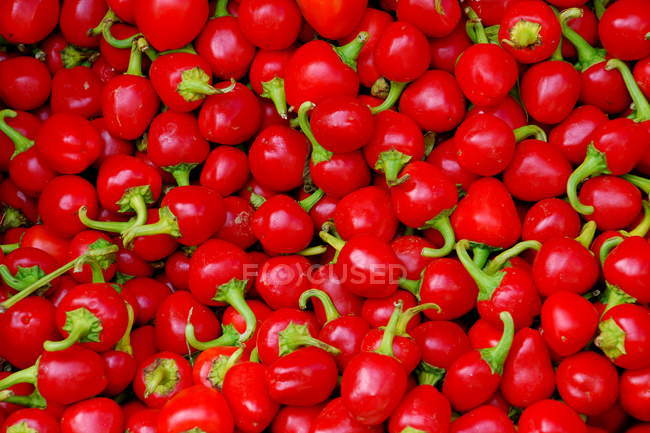Pimientos rojos picantes - foto de stock