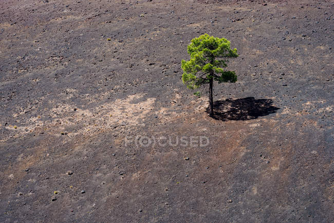 Одинокое дерево в лаве — стоковое фото