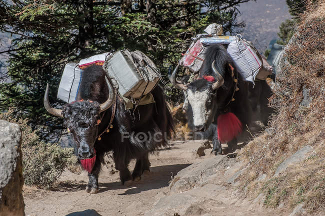 Yaks levando sacos no caminho da montanha — Fotografia de Stock