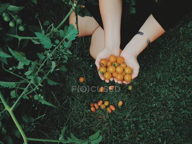 Женщина держит маленькие помидоры — стоковое фото