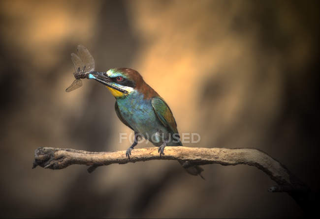 Bee-eater posado en la rama - foto de stock