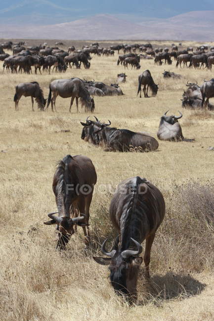 Rebaño de ñus pastoreando - foto de stock