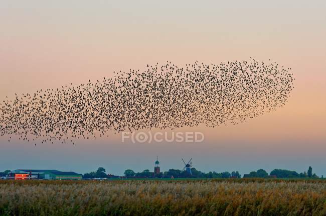 Rebanho de estorninhos voando sobre o campo — Fotografia de Stock