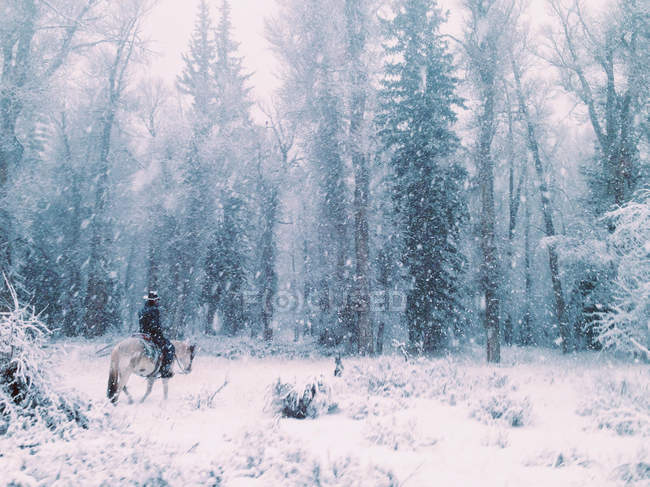 Homem, cavalo e cão na floresta — Fotografia de Stock