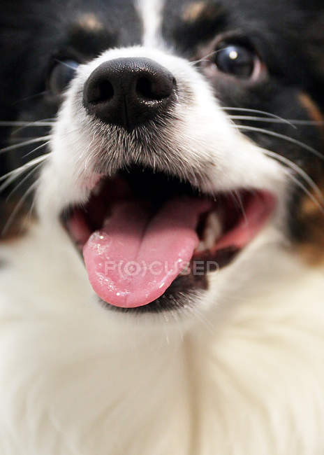 Retrato de perro con boca abierta - foto de stock