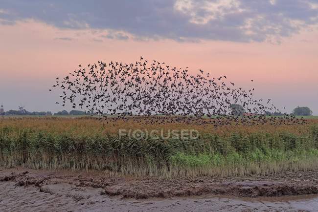 Flock of starlings over reed — Stock Photo