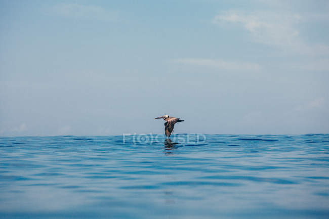 Pelícano volando sobre el océano - foto de stock